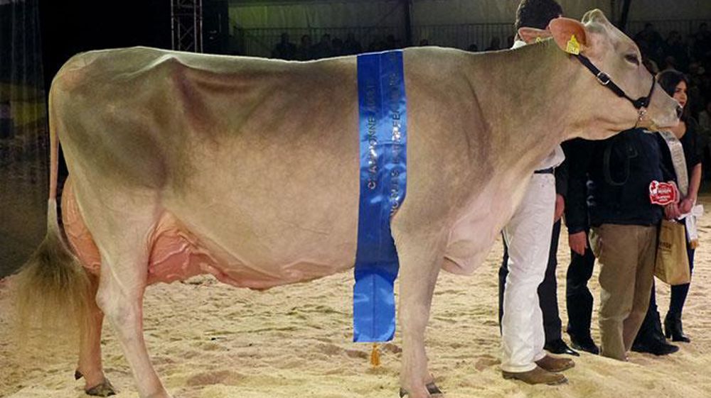 Palma, une fille de Zeus sur Collection, est extrêmement bien conservée et se déplace avec une grande aisance. Sa mamelle est large, bien irriguée et solidement attachée. © Jérôme Pezon/GFA Palma, une fille de Zeus sur Collection, est extrêmement bien conservée et se déplace avec une grande aisance. Sa mamelle est large, bien irriguée et solidement attachée. © Jérôme Pezon/GFA