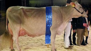 Palma, une fille de Zeus sur Collection, est extrêmement bien conservée et se déplace avec une grande aisance. Sa mamelle est large, bien irriguée et solidement attachée. © Jérôme Pezon/GFA Palma, une fille de Zeus sur Collection, est extrêmement bien conservée et se déplace avec une grande aisance. Sa mamelle est large, bien irriguée et solidement attachée. © Jérôme Pezon/GFA