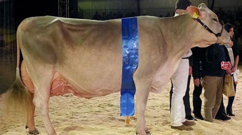 Palma, une fille de Zeus sur Collection, est extrêmement bien conservée et se déplace avec une grande aisance. Sa mamelle est large, bien irriguée et solidement attachée.  © Jérôme Pezon/GFA 