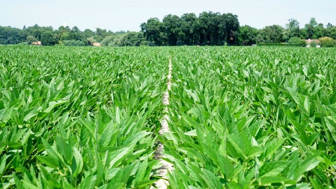 L’objectif de Graine d’alliance est de transformer 30 000 t de graines de soja par an et d’ainsi couvrir 100 % du besoin en tourteau de soja non OGM local et durable des usines d’aliment. © LAURENT TEISSEIRE/MAÏSADOUR