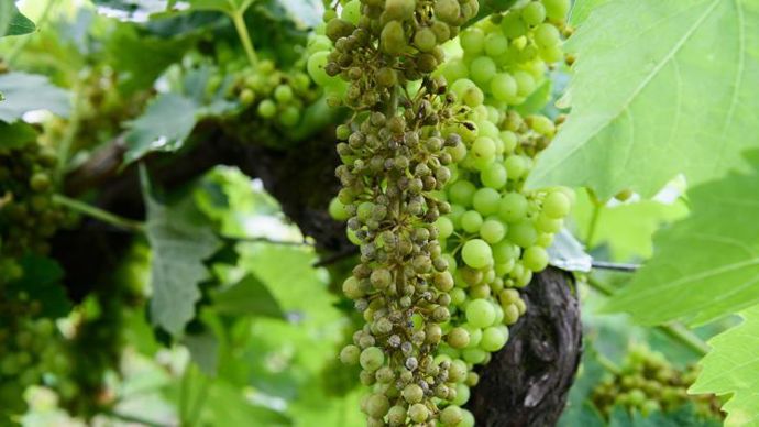 Avec cet accord, Corteva Agriscience reçoit des droits commerciaux optionnels associés pour une nouvelle technologie de biofongicide conçue par Gaïago pour protéger notamment la vigne contre le mildiou, l’oïdium ou encore le botrytis.© J.-M. NOSSANT