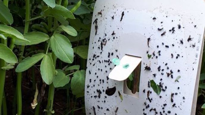 Les kits de piégeage sont composés d’une technologie brevetée de kairomones ainsi que d’un réseau de pièges permettant le contrôle des populations de bruche dans la parcelle.