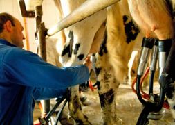 L'adhésion complète de l'éleveur est indispensable lors de la mise en place de la technique d'hygiène.© PHILIPPE DESCHAMPS L'adhésion complète de l'éleveur est indispensable lors de la mise en place de la technique d'hygiène.© PHILIPPE DESCHAMPS
