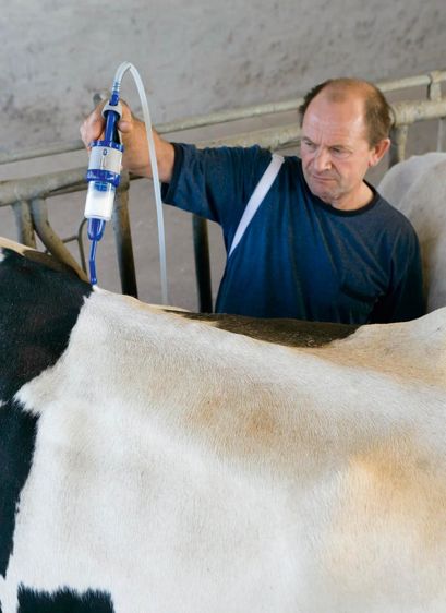 Les formes pour-on d'endectocide sont extrêmement pratiques pour l'éleveur mais le léchage entre les animaux fait qu'une grande partie de la matière active passe par voie orale à des doses incontrôlables.© CLAUDIUS THIRIET