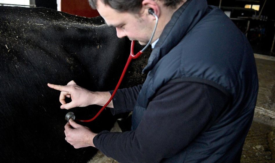 L'auscultation a mis en évidence un bruit de gaz et de liquide qui indique un problème dont l'origine est digestive. © THIERRY PASQUET L'auscultation a mis en évidence un bruit de gaz et de liquide qui indique un problème dont l'origine est digestive. © THIERRY PASQUET