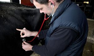 L'auscultation a mis en évidence un bruit de gaz et de liquide qui indique un problème dont l'origine est digestive. © THIERRY PASQUET L'auscultation a mis en évidence un bruit de gaz et de liquide qui indique un problème dont l'origine est digestive. © THIERRY PASQUET