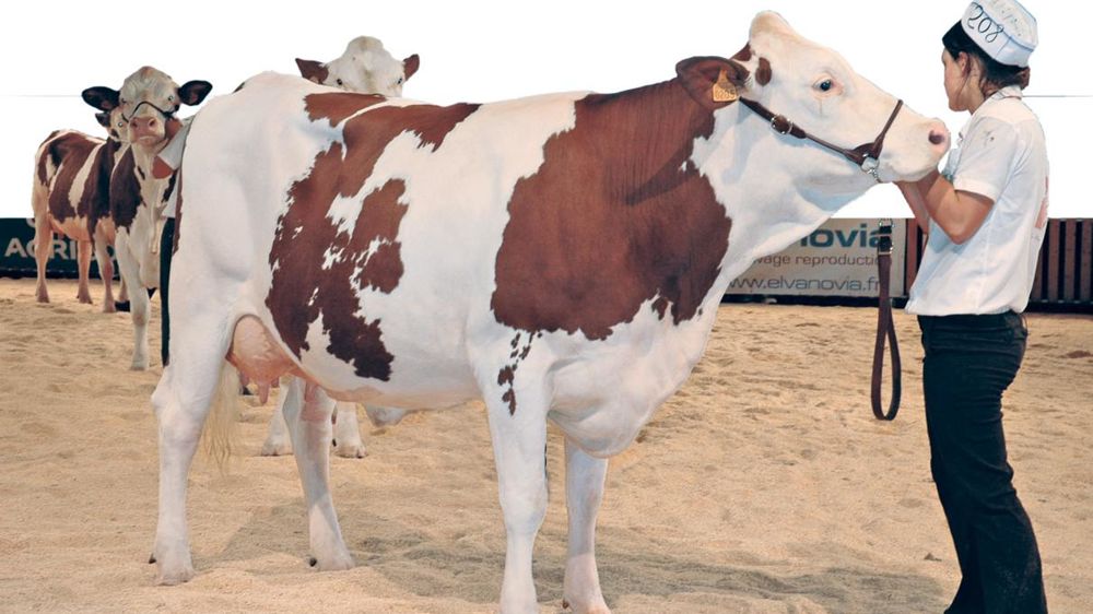 © JEAN-MICHEL VOCORET