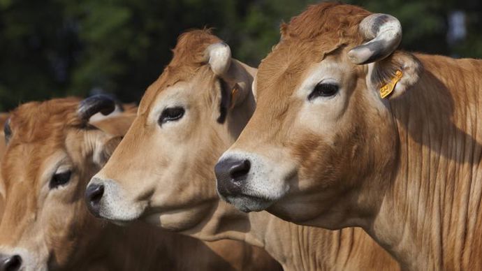 Les éleveurs de bovins sont parmi les premiers concernés par EGalim 2.