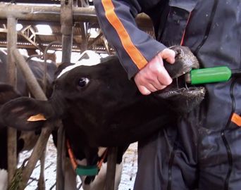 Le lance-bolus doit être manié avec soin. Le bolus est déposé dans la gueule et avalé quand la vache déglutit.