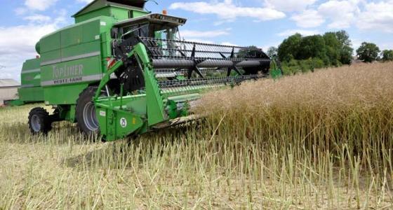 Le Cetiom présente les résultats des essais variétaux de colza de 2012.