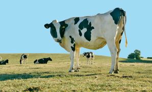 De 10 à 25 % de production en moins, un risque d'acidose accru et des vaches debout plus longtemps, avec à la clé des boiteries, les vaches laitières craignent beaucoup plus la chaleur que le froid.© CLAUDIUS THIRIET De 10 à 25 % de production en moins, un risque d'acidose accru et des vaches debout plus longtemps, avec à la clé des boiteries, les vaches laitières craignent beaucoup plus la chaleur que le froid.© CLAUDIUS THIRIET