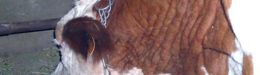Précautions. Pour éviter d’introduire la maladie, il faut n’acheter que des animaux contrôlés, quel que soit leur âge, après avoir testé son propre troupeau. Précautions. Pour éviter d’introduire la maladie, il faut n’acheter que des animaux contrôlés, quel que soit leur âge, après avoir testé son propre troupeau.