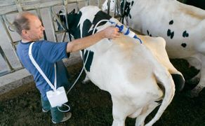 Nettoyage des sabots, vermifugation, infections de la mamelle sont aussi des éléments qui doivent être pris en compte lors de l'introduction d'un animal dans le troupeau© CLAUDIUS THIRIET Nettoyage des sabots, vermifugation, infections de la mamelle sont aussi des éléments qui doivent être pris en compte lors de l'introduction d'un animal dans le troupeau© CLAUDIUS THIRIET