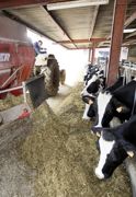 Avec une alimentation sans concentré de production, la ration de base, préalablement équilibrée en azote et énergie, doit être apportée à volonté. Des refus à l'auge sont observés le lendemain matin.© CLAUDIUS THIRIET Avec une alimentation sans concentré de production, la ration de base, préalablement équilibrée en azote et énergie, doit être apportée à volonté. Des refus à l'auge sont observés le lendemain matin.© CLAUDIUS THIRIET