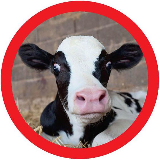 PHOTOS : CLAUDIUS THIRIET ET CHRISTIAN WATIER, SAUF VEAU SOUS LA LAMPE