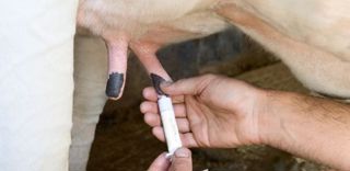 Les quantités d'antibiotiques résiduelles contenues dans les spécialités hors lactation, distribuées via le colostrum au veau, constituent des facteurs de risques pour l'antibiorésistance.© CLAUDIUS THIRIET Les quantités d'antibiotiques résiduelles contenues dans les spécialités hors lactation, distribuées via le colostrum au veau, constituent des facteurs de risques pour l'antibiorésistance.© CLAUDIUS THIRIET