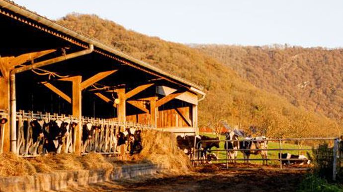 Passer de 83 millions de litres (Ml) collectés en 2018 à 140 Ml en 2022 nécessitera la conversion de 80 à 100 exploitations supplémentaires. © A. DUFUMIER Passer de 83 millions de litres (Ml) collectés en 2018 à 140 Ml en 2022 nécessitera la conversion de 80 à 100 exploitations supplémentaires. © A. DUFUMIER