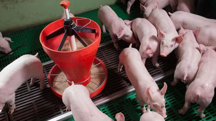 Pour trouver des réponses à la crise, les fabricants d'aliments proposent déjà aux éleveurs d'acheter des aliments à prix fixé sur plusieurs mois ou d'intégrer une partie de leurs céréales dans leurs aliments. © S. CHAMPION Pour trouver des réponses à la crise, les fabricants d'aliments proposent déjà aux éleveurs d'acheter des aliments à prix fixé sur plusieurs mois ou d'intégrer une partie de leurs céréales dans leurs aliments. © S. CHAMPION