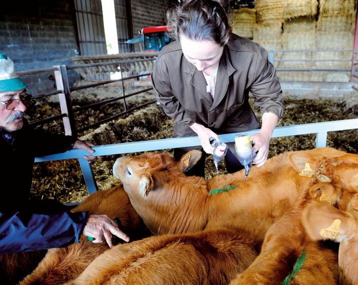 Les éleveurs qui ont vacciné plus de 60 % de leur cheptel reproducteur affichent un nombre significativement plus élevé de veaux (+ 3,4 % comparé à l'année précédente). A contrario, chez ceux qui ont vacciné moins de 20 % de leurs animaux, 11 % des veaux manquent à l'appel.© JEAN-MICHEL NOSSANT