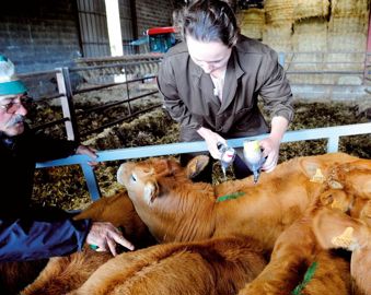 Les éleveurs qui ont vacciné plus de 60 % de leur cheptel reproducteur affichent un nombre significativement plus élevé de veaux (+ 3,4 % comparé à l'année précédente). A contrario, chez ceux qui ont vacciné moins de 20 % de leurs animaux, 11 % des veaux manquent à l'appel.© JEAN-MICHEL NOSSANT