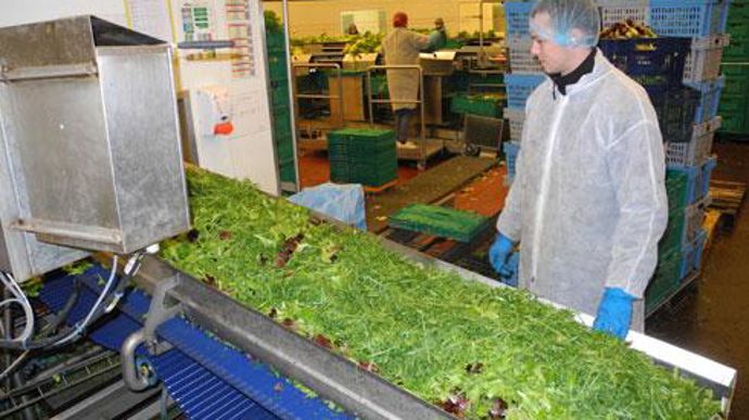 La production maraîchère de Terrena va être conditionnée sur les sites, situés sur une même commune, du Val Nantais (photo) et de Rives de Loire qui devrait rejoindre le groupe au 1er janvier prochain. La production maraîchère de Terrena va être conditionnée sur les sites, situés sur une même commune, du Val Nantais (photo) et de Rives de Loire qui devrait rejoindre le groupe au 1er janvier prochain.