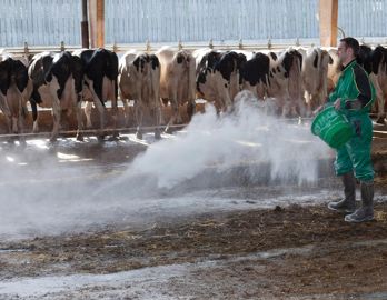 Une bonne ventilation et le respect des densités animales sont les préalables à l'épandage d'un asséchant à des fins de désinfection. © CHRISTIAN WATIER