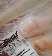 À l’abattoir, on retrouve sur des carcasses des cals osseux, signes de fractures consolidées… © E. C. À l’abattoir, on retrouve sur des carcasses des cals osseux, signes de fractures consolidées… © E. C.