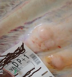 À l’abattoir, on retrouve sur des carcasses des cals osseux, signes de fractures consolidées… © E. C.