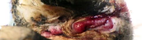 La fente typique du panaris semble habitée par la dermatite digitée. La couleur rose framboise est caractéristique. Deux jours après la pose d’un pansement, la lésion évolue positivement.N.Gaudout