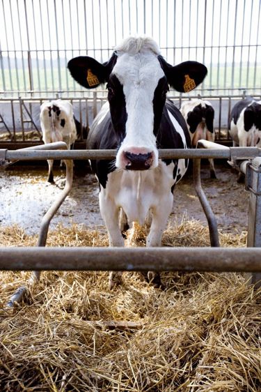 La lutte contre les comptages cellulaires élevés repose en particulier sur un logement des vaches traites et taries sec, propre et confortable.© CLAUDIUS THIRIET La lutte contre les comptages cellulaires élevés repose en particulier sur un logement des vaches traites et taries sec, propre et confortable.© CLAUDIUS THIRIET