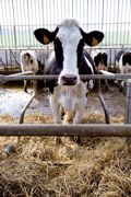La lutte contre les comptages cellulaires élevés repose en particulier sur un logement des vaches traites et taries sec, propre et confortable.© CLAUDIUS THIRIET La lutte contre les comptages cellulaires élevés repose en particulier sur un logement des vaches traites et taries sec, propre et confortable.© CLAUDIUS THIRIET