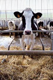 La lutte contre les comptages cellulaires élevés repose en particulier sur un logement des vaches traites et taries sec, propre et confortable.© CLAUDIUS THIRIET