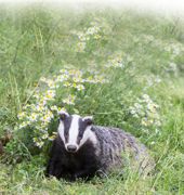 Le 18 mars 2013, des consignes destinées à renforcer la surveillance épidémiologique de la faune sauvage ont été communiquées par la DGAL aux préfectures. Dix départements français sont classés en niveau 3 (recrudescence marquée de la tuberculose dans les élevages), et quinze en niveau 2 (proximité d'un département à haut risque)..© BIOSPHOTO/F. DESMETTE Le 18 mars 2013, des consignes destinées à renforcer la surveillance épidémiologique de la faune sauvage ont été communiquées par la DGAL aux préfectures. Dix départements français sont classés en niveau 3 (recrudescence marquée de la tuberculose dans les élevages), et quinze en niveau 2 (proximité d'un département à haut risque)..© BIOSPHOTO/F. DESMETTE
