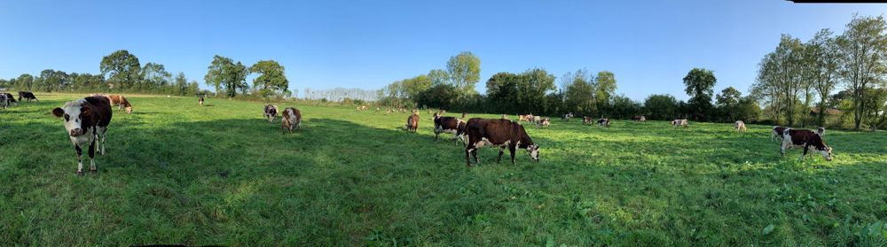 Herbe. Deux bandes sur quatre démarrent leur lactation au pâturage, qui est le socle de l’alimentation fournie par la ferme expérimentale. Elle a le souci de soutenir les pics de lactation par de l’énergie sous forme de maïs épi.
© C. HUE
Herbe. Deux bandes sur quatre démarrent leur lactation au pâturage, qui est le socle de l’alimentation fournie par la ferme expérimentale. Elle a le souci de soutenir les pics de lactation par de l’énergie sous forme de maïs épi.
© C. HUE