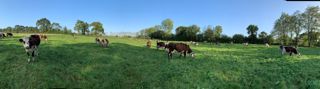 Herbe. Deux bandes sur quatre démarrent leur lactation au pâturage, qui est le socle de l’alimentation fournie par la ferme expérimentale. Elle a le souci de soutenir les pics de lactation par de l’énergie sous forme de maïs épi.
© C. HUE
Herbe. Deux bandes sur quatre démarrent leur lactation au pâturage, qui est le socle de l’alimentation fournie par la ferme expérimentale. Elle a le souci de soutenir les pics de lactation par de l’énergie sous forme de maïs épi.
© C. HUE