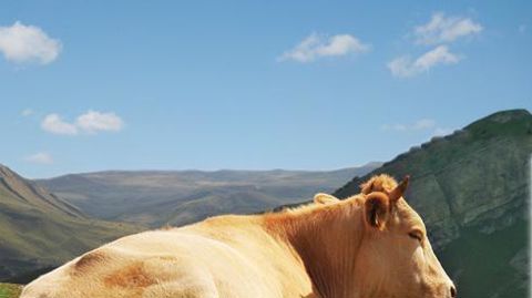 Vignasse & Donney est connue pour sa spécialisation dans la commercialisation de boeuf blond d'Aquitaine label rouge. Vignasse & Donney est connue pour sa spécialisation dans la commercialisation de boeuf blond d'Aquitaine label rouge. Vignasse & Donney est connue pour sa spécialisation dans la commercialisation de boeuf blond d'Aquitaine label rouge. Vignasse & Donney est connue pour sa spécialisation dans la commercialisation de boeuf blond d'Aquitaine label rouge.
