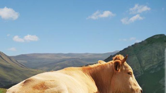 Vignasse & Donney est connue pour sa spécialisation dans la commercialisation de boeuf blond d'Aquitaine label rouge. Vignasse & Donney est connue pour sa spécialisation dans la commercialisation de boeuf blond d'Aquitaine label rouge.