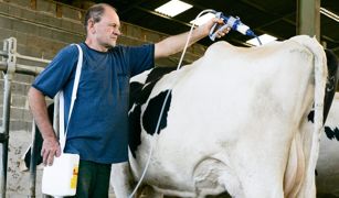 Le traitement systématique contre les strongles des vaches en lactation s'est développé avec l'arrivée de l'éprinomectine utilisable en Pour-On... une molécule de la même famille que celles utilisées sur génisses, d'où la crainte d'apparition de résistance.© CLAUDIIUS THIRIET Le traitement systématique contre les strongles des vaches en lactation s'est développé avec l'arrivée de l'éprinomectine utilisable en Pour-On... une molécule de la même famille que celles utilisées sur génisses, d'où la crainte d'apparition de résistance.© CLAUDIIUS THIRIET