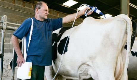 Le traitement systématique contre les strongles des vaches en lactation s'est développé avec l'arrivée de l'éprinomectine utilisable en Pour-On... une molécule de la même famille que celles utilisées sur génisses, d'où la crainte d'apparition de résistance.©  CLAUDIIUS THIRIET