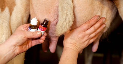 Les huiles essentielles détruisent le germe présent. De plus, elles agissent sur la toxémie (accumulation de déchets favorables aux germes dans l'organisme) et sur le terrain (état métabolique de l'animal).© CLAUDIUS THIRIET
