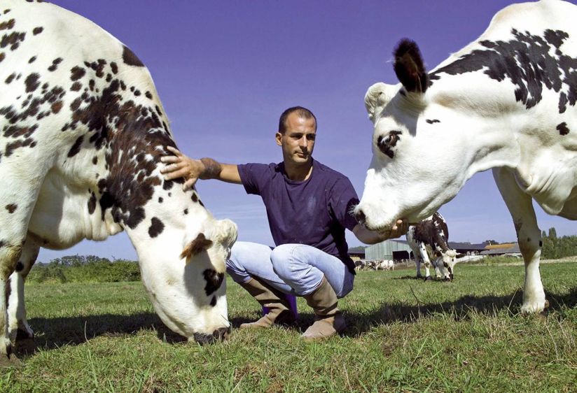 Visiter fréquemment ses bovins, les toucher et leur parler avec une voix grave et monocorde favorise la bonne relation homme-animal.© CHRISTIAN WATIER Visiter fréquemment ses bovins, les toucher et leur parler avec une voix grave et monocorde favorise la bonne relation homme-animal.© CHRISTIAN WATIER