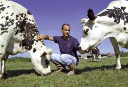 Visiter fréquemment ses bovins, les toucher et leur parler avec une voix grave et monocorde favorise la bonne relation homme-animal.© CHRISTIAN WATIER Visiter fréquemment ses bovins, les toucher et leur parler avec une voix grave et monocorde favorise la bonne relation homme-animal.© CHRISTIAN WATIER
