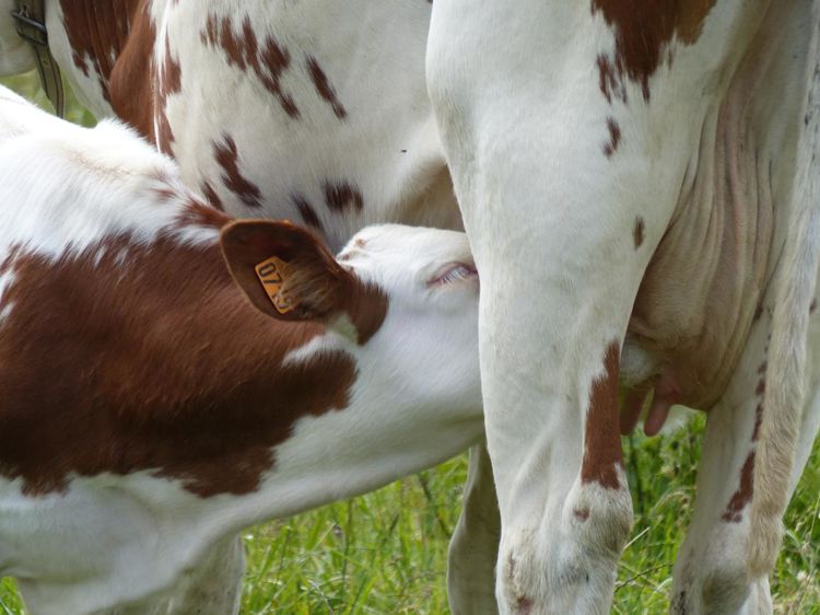 
						p Race. En plus de leur mère, les veaux montbéliards ont tendance à préférer les holsteins car elles ont plus de lait.
							© C. Hue