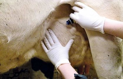 Dès l'infection repérée, en fin de traite, les éleveurs appliquaient sur le quartier atteint l'équivalent d'une noisette d'un mélange d'huiles essentielles, en prenant soin de se protéger d'un gant.© GDS 56