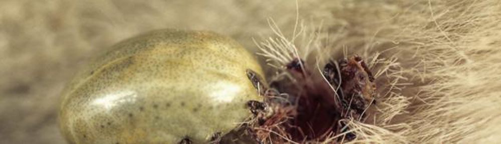 Morsures. Les tiques transmettent des germes pathogènes à l’origine de maladies telles que l’ehrlichiose et la fièvre Q, qui provoquent des chutes de lait et des avortements. Claudius THIRIET