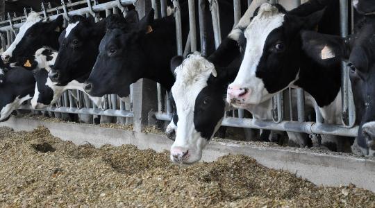 ensilage de maïs