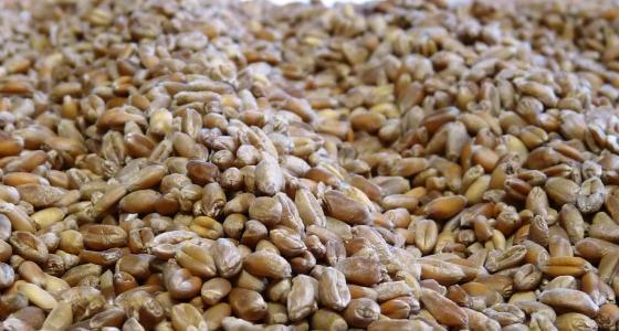 La température des grains idéale pour la conservation est de 5 et 7°C. Pour atteindre cet objectif, trois paliers de ventilation sont nécessaires.