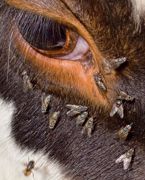 En perturbant les animaux, les mouches induisent des baisses de performances. Elles transmettent aussi de nombreuses maladies, notamment de graves kérato-conjonctivites.© CLAUDIUS THIRIET En perturbant les animaux, les mouches induisent des baisses de performances. Elles transmettent aussi de nombreuses maladies, notamment de graves kérato-conjonctivites.© CLAUDIUS THIRIET