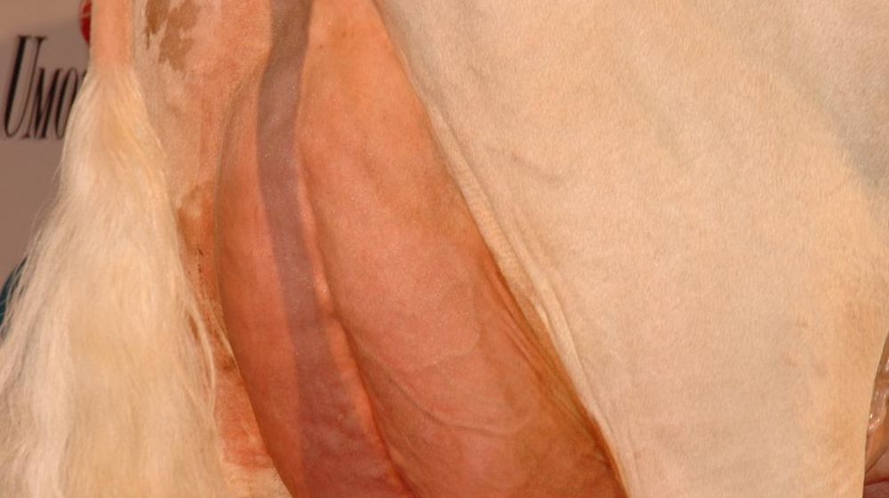 ©  JEAN-MICHEL VOCORET