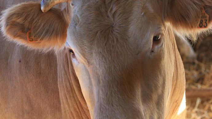 Vignasse & Donney abat et commercialise 3 000 gros bovins de race blonde d'Aquitaine par an.